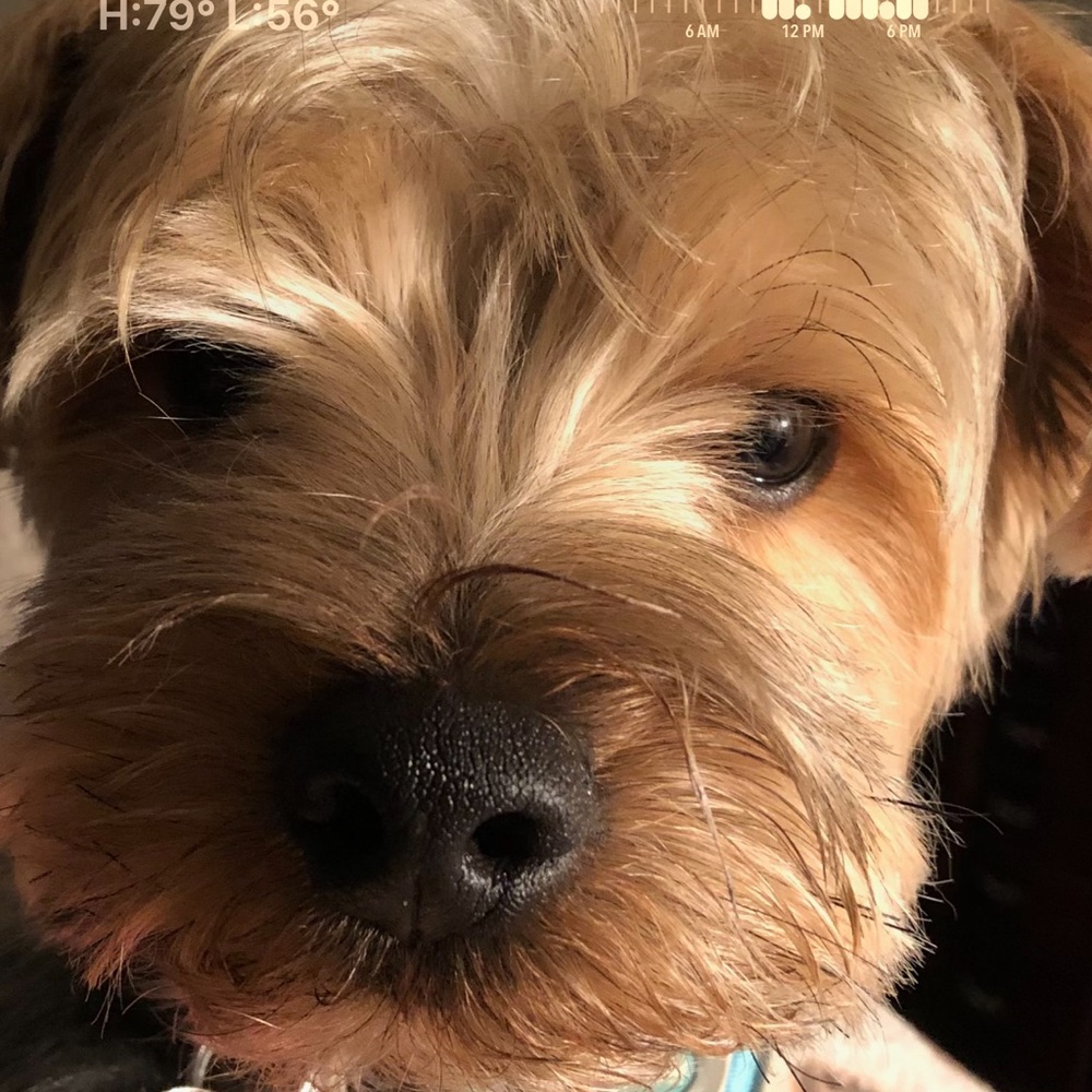 Meet your Posher, Palm